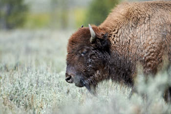 Wildlife Yellowstone<br>NIKON D4, 500 mm, 640 ISO,  1/2000 sec,  f : 5 , Distance : 25 m